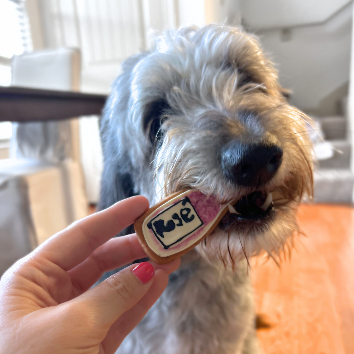 Brunchin' Dog Treats Gift Box (Box of 5 Healthy Gluten-Free Dog Cookies)