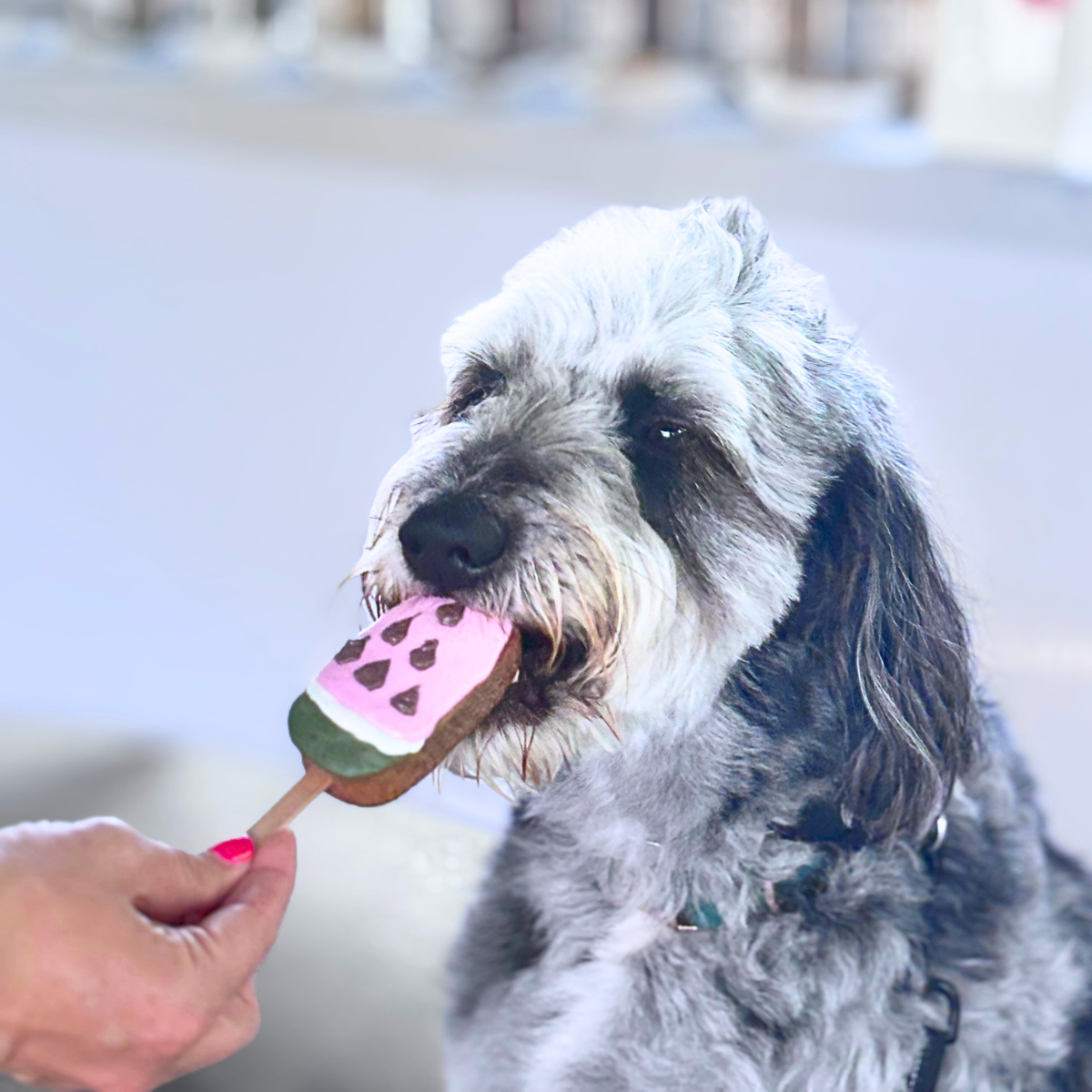 "Watermelon" Cake Pops for Dogs | Gluten-Free Peanut Butter, Banana + Cinnamon Dog Treat