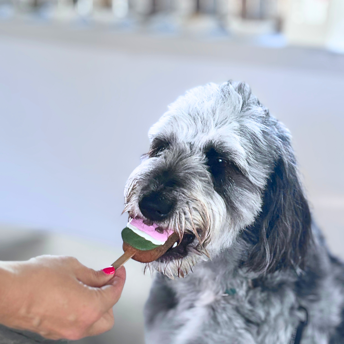 "Watermelon" Cake Pops for Dogs | Gluten-Free Peanut Butter, Banana + Cinnamon Dog Treat