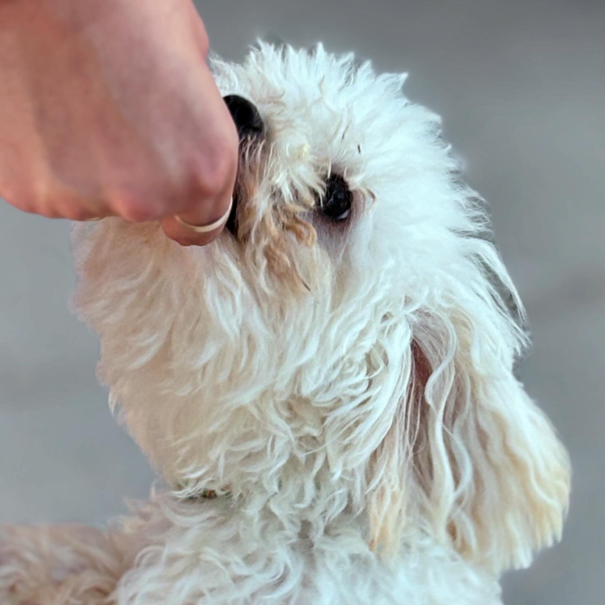 Superfood Spinach, Green Spirulina and Cottage Cheese Healthy Dog Treats in the shape of mini donuts. We call them Daisy Loops a playful color reference to Fruit Loops but for dogs. This image shows one of our happy doggie customers eating one of the dog treats