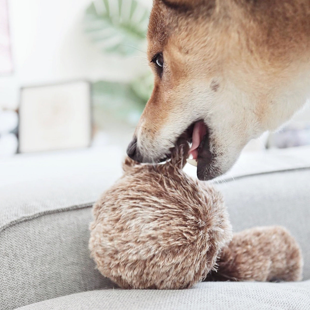 Squirrel Pop Enrichment Dog Toy