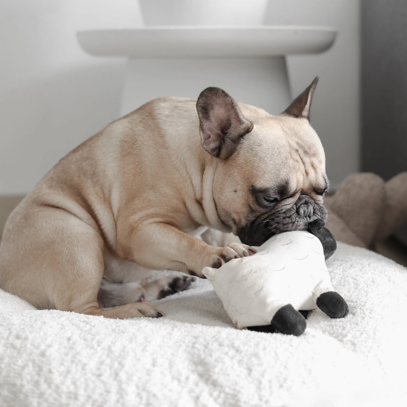 "Licorice" Sheep Squeaker Toy