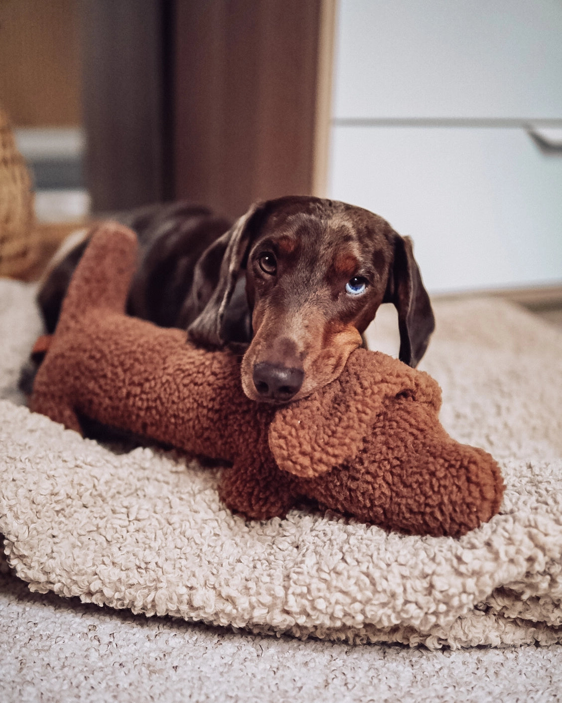 Dackel Waldi (Dachshund)