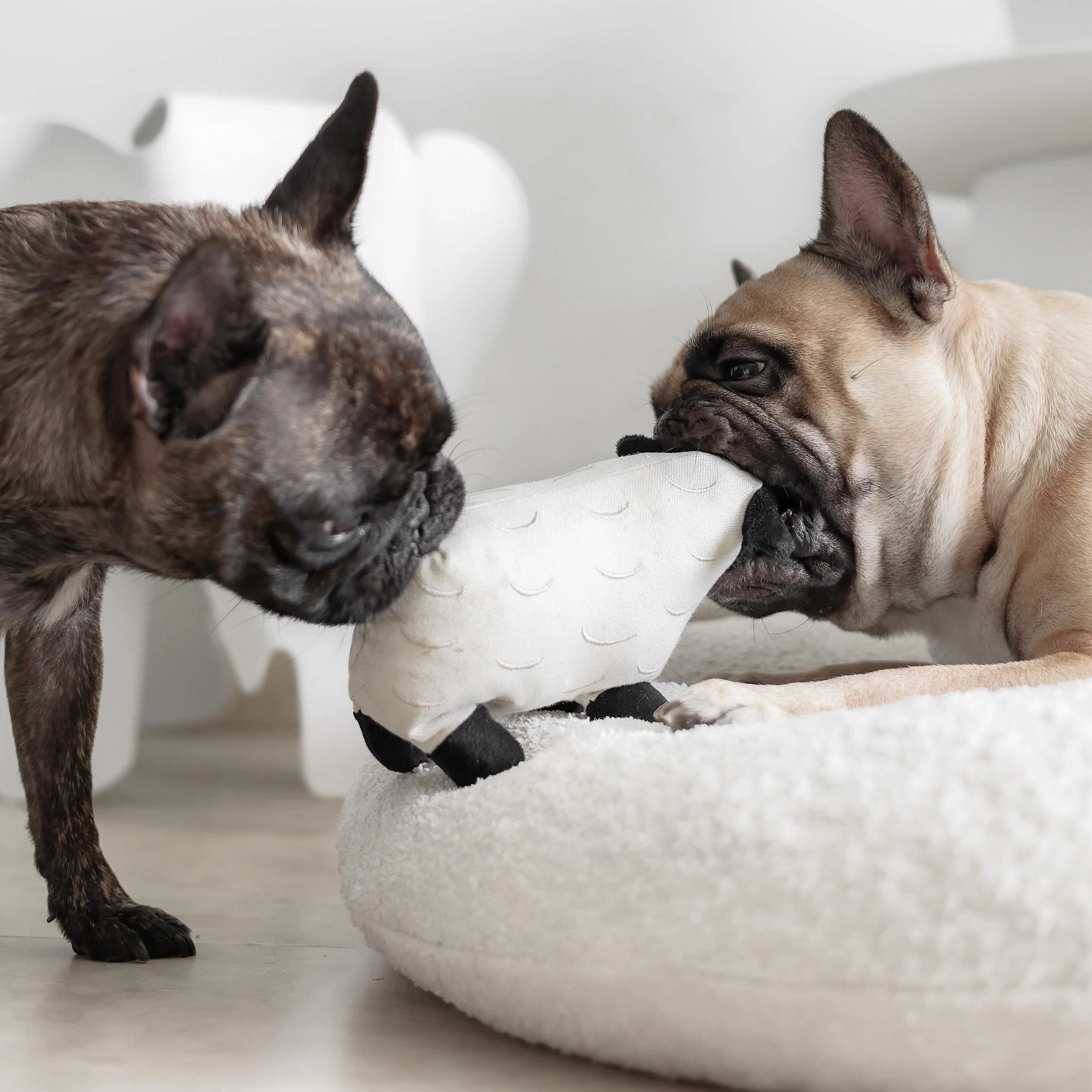 "Licorice" Sheep Squeaker Toy