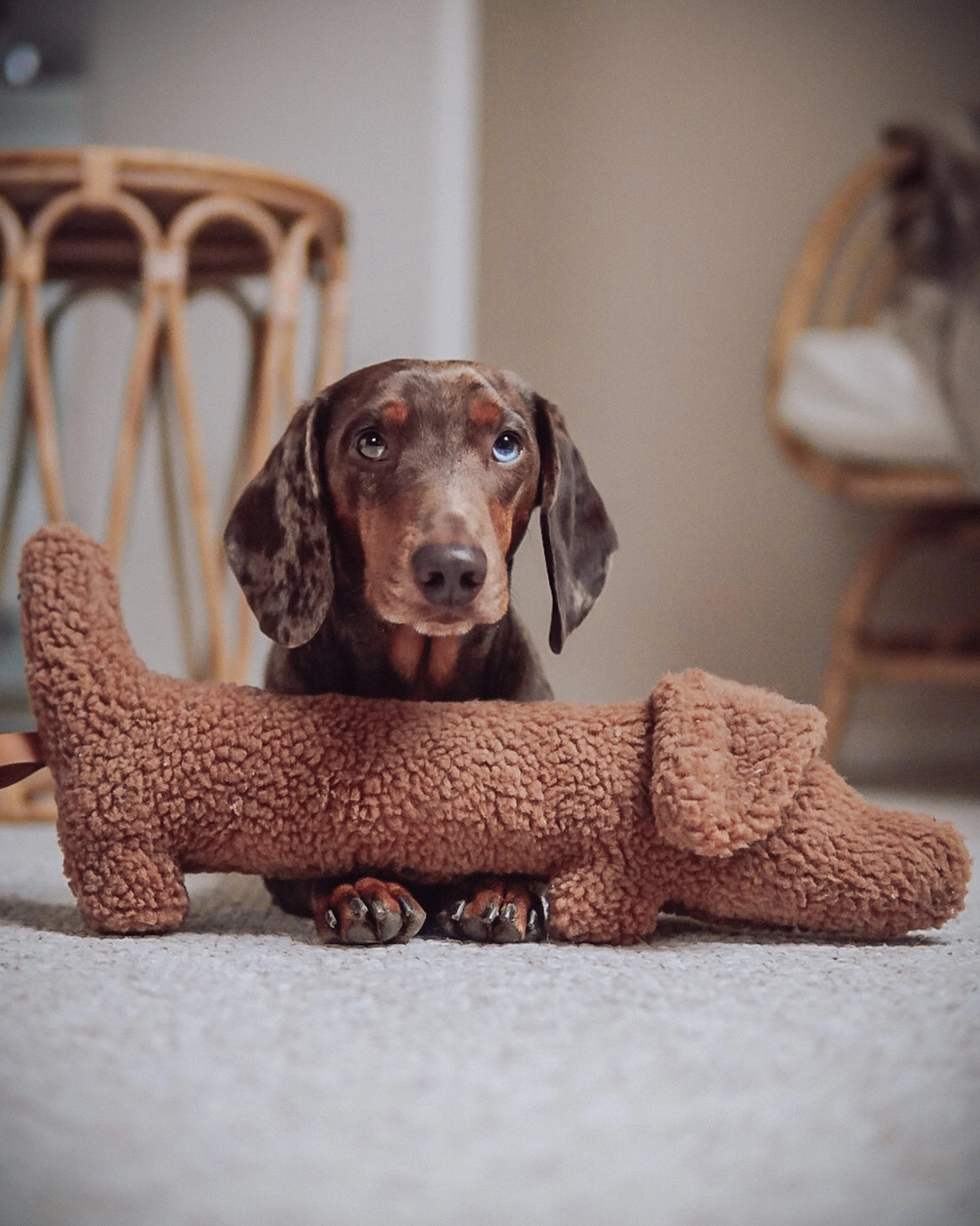 Dackel Waldi (Dachshund)