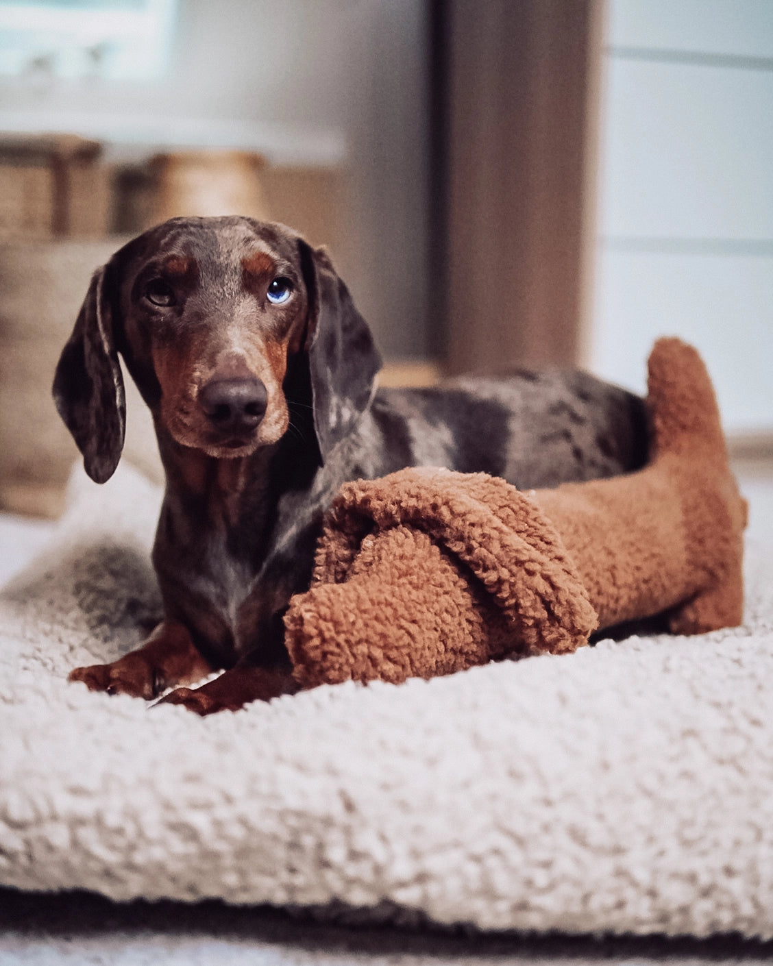 Dackel Waldi (Dachshund)