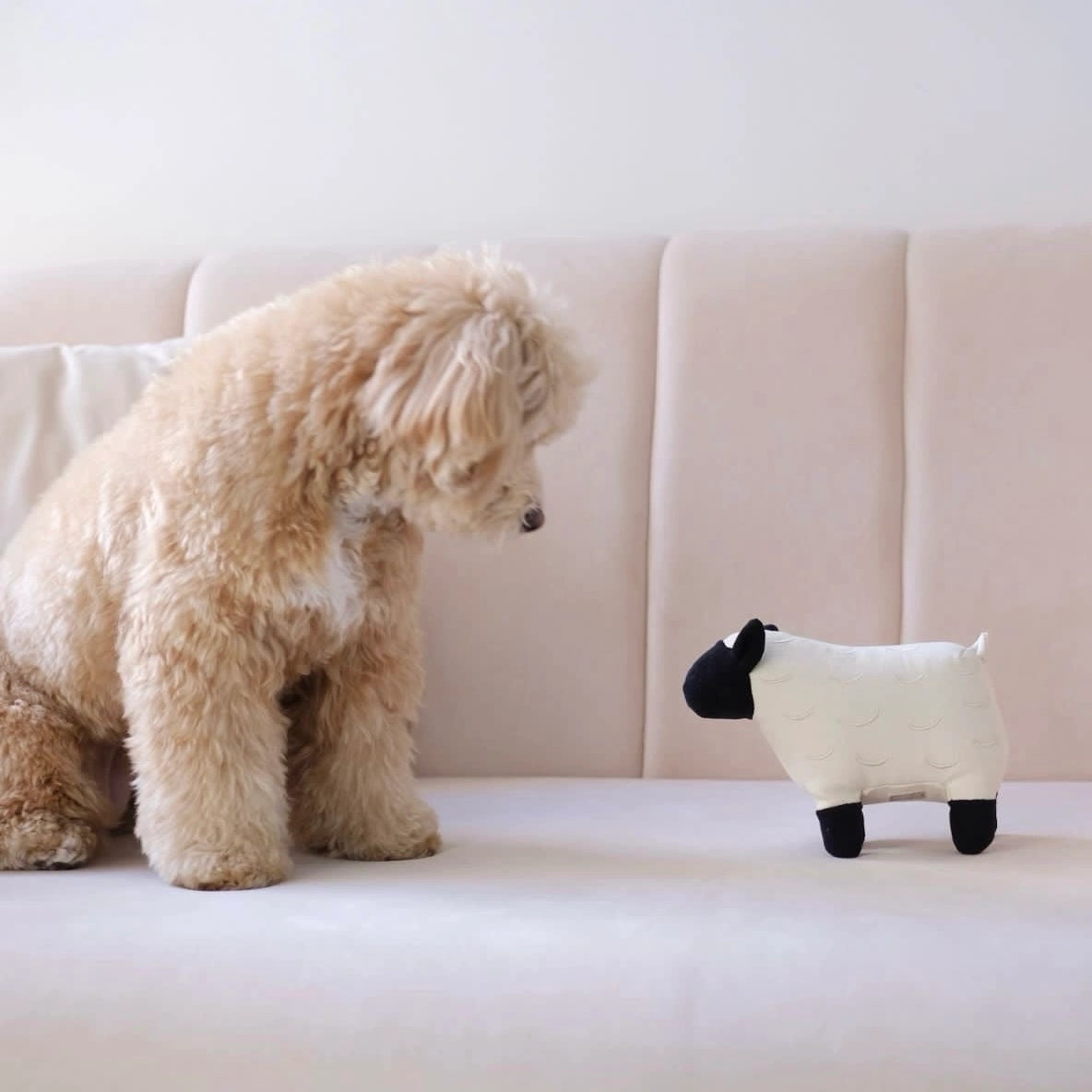 "Licorice" Sheep Squeaker Toy