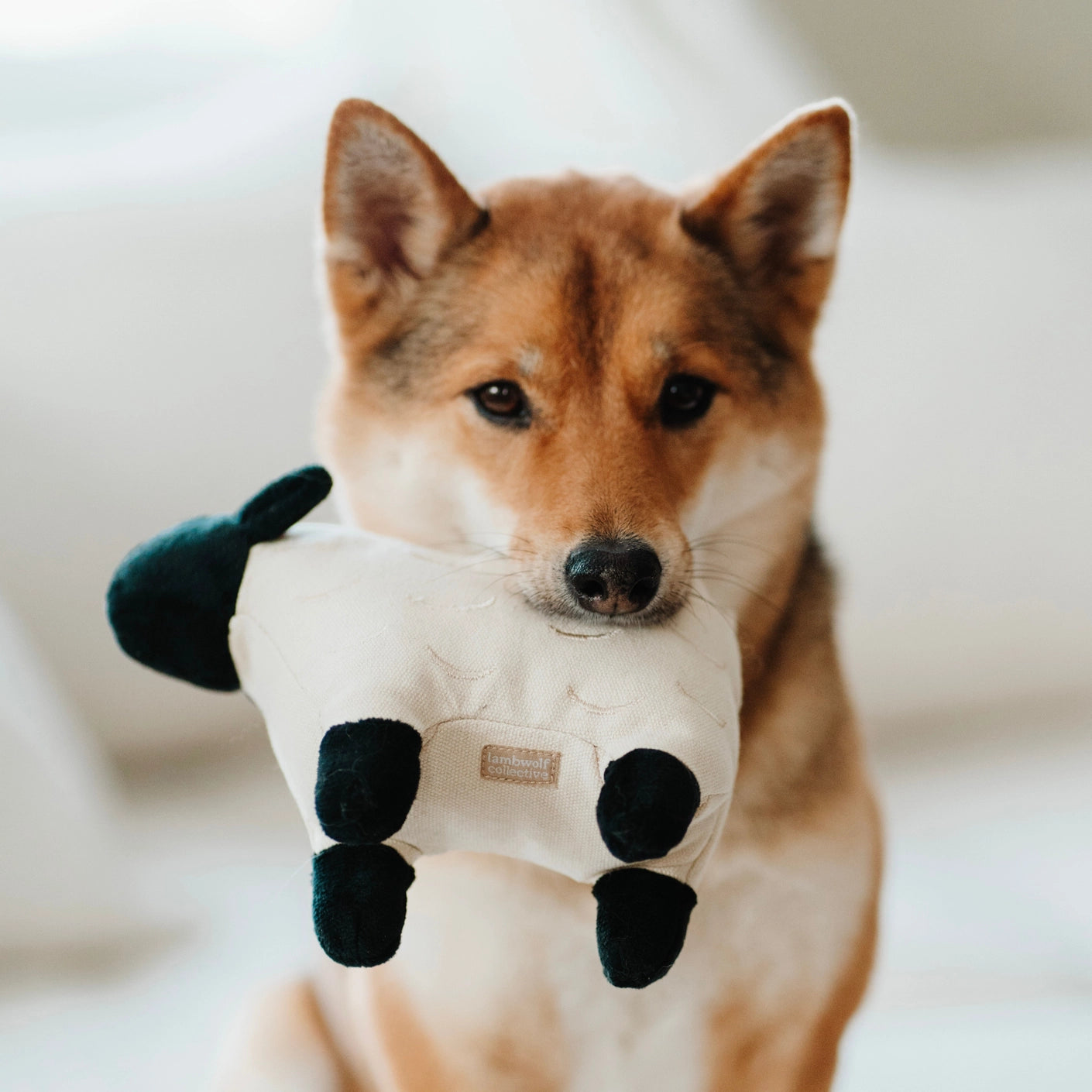 "Licorice" Sheep Squeaker Toy