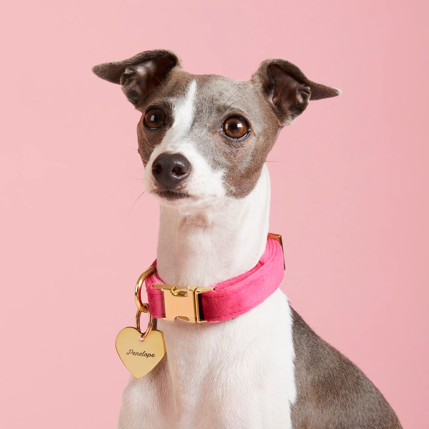 Hot Pink Velvet Dog Collar