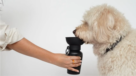 Dog Bottle | Flip Top Water Bottle